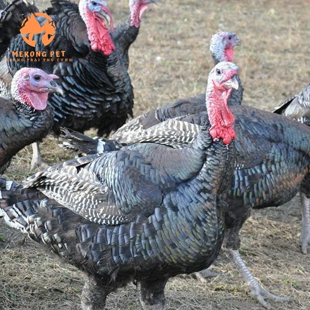 Trại gà tây giống Đồng Nai thuần chủng cung cấp thương phẩm và gà con.